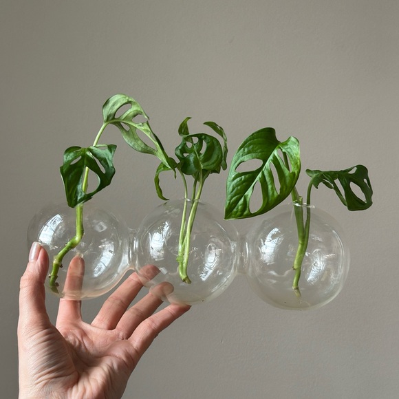 Plant Propagation Glass Bubble Vase Decor - Picture 5 of 6